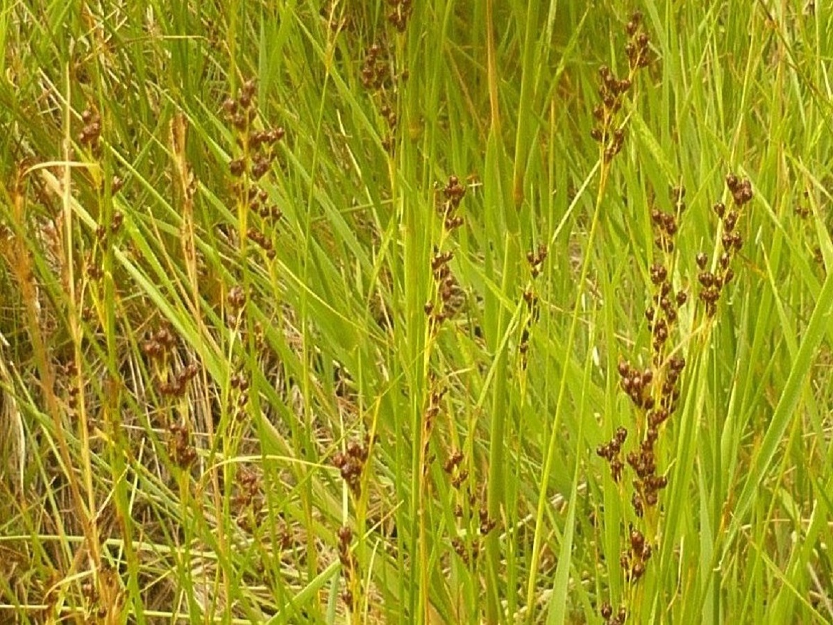 Juncus gerardii (Juncaceae)